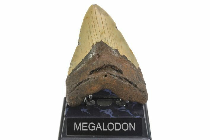 Fossil Megalodon Tooth - North Carolina #299036